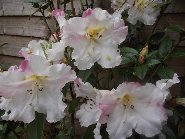 Photo of R. 'Princess Alice', Rhododendron Hybrid