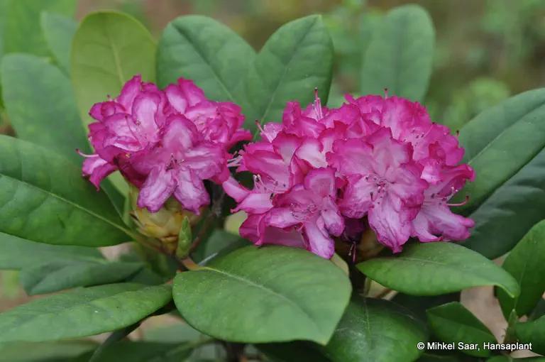 Photo of R. 'Princess Mary of Cambridge', Rhododendron Hybrid