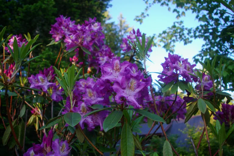 Photo of R. 'Blue Danube', Rhododendron Hybrid