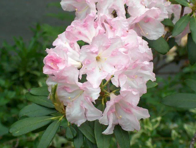 Photo of R. 'Lem's Fortyniner', Rhododendron Hybrid