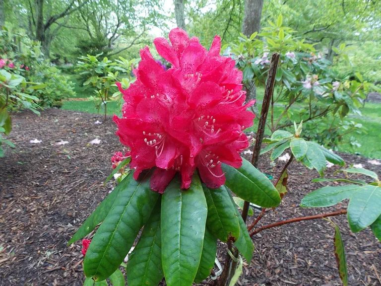 Photo of R. 'Princess Elizabeth', Rhododendron Hybrid