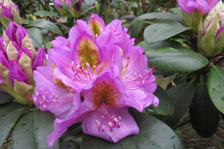 Photo of R. 'Puccini', Rhododendron Hybrid