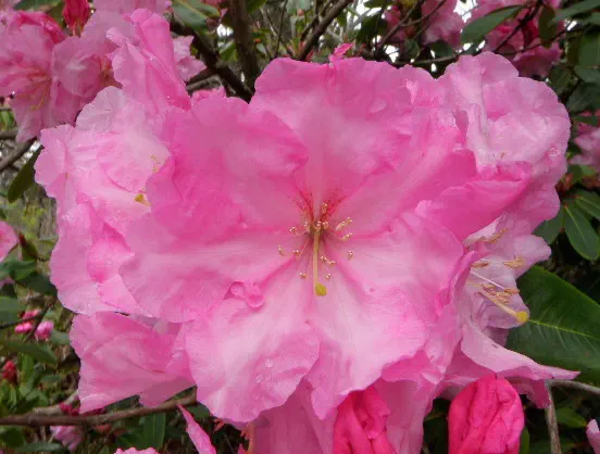 Photo of R. 'Puget Sound', Rhododendron Hybrid