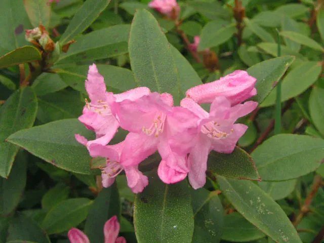 Photo of R. 'Puncta', Rhododendron Hybrid