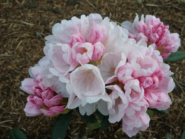 Photo of R. 'Meerkerk Magic', Rhododendron Hybrid