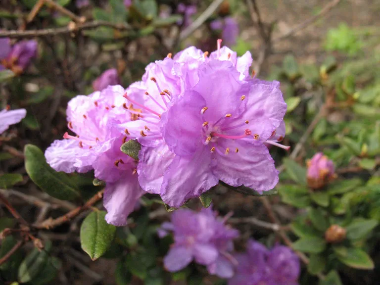 Photo of R. 'Purple Gem', Rhododendron Hybrid