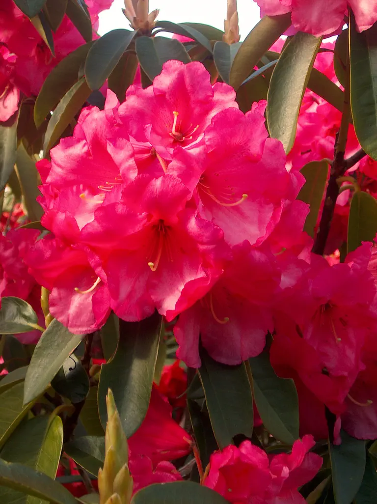 Photo of R. 'Mount Mazama', Rhododendron Hybrid