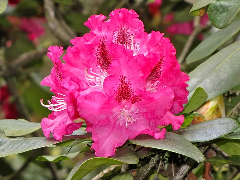 Photo of R. 'Donar', Rhododendron Hybrid