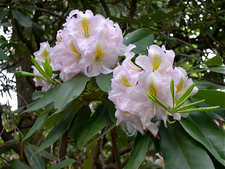 Photo of R. 'Cutalosa', Rhododendron Hybrid