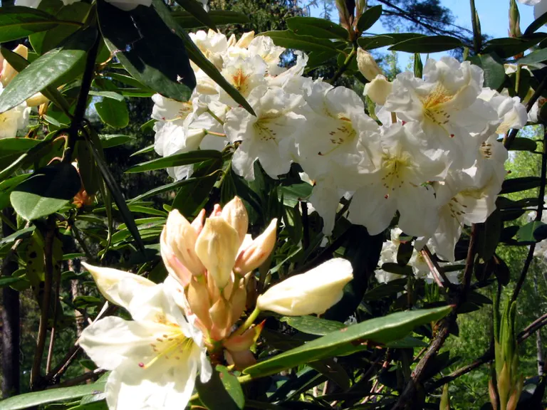 Photo of R. 'Bellringer', Rhododendron Hybrid