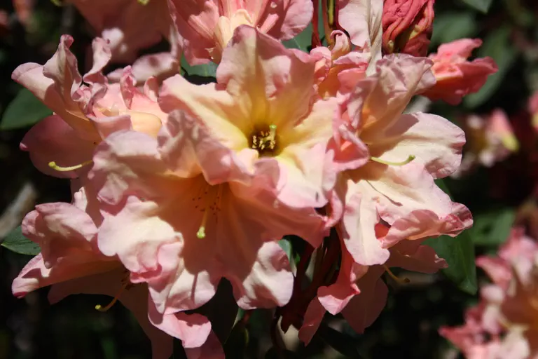 Photo of R. 'Above All', Rhododendron Hybrid