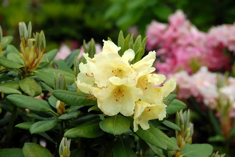 Photo of R. 'Ayers Rock', Rhododendron Hybrid