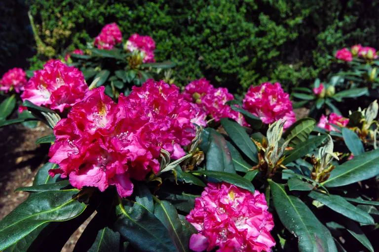 Photo of R. 'Fidelius', Rhododendron Hybrid