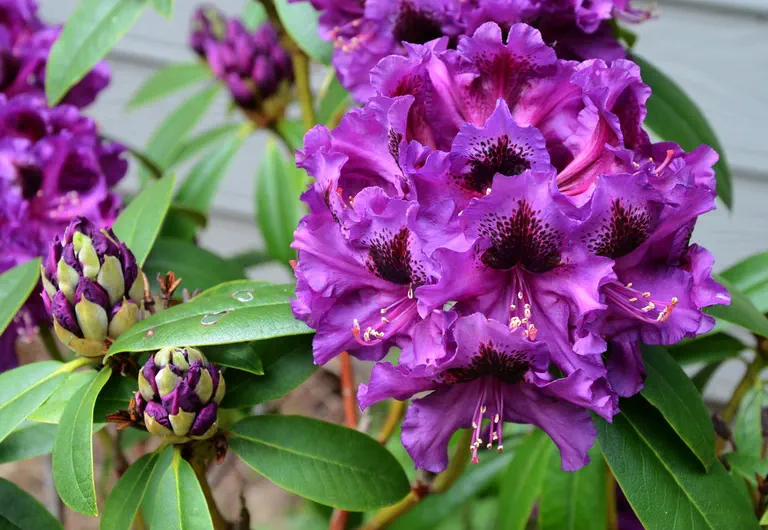 Photo of R. 'Purple Splendour', Rhododendron Hybrid