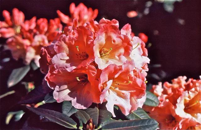 Photo of R. 'Twilight Sun', Rhododendron Hybrid