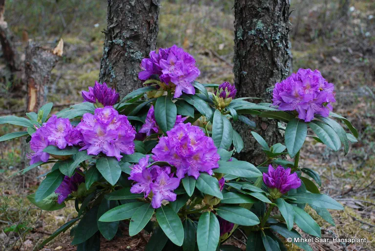 Photo of R. 'Purpureum Grandiflorum', Rhododendron Hybrid