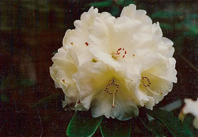 Photo of R. 'Cade's Cove', Rhododendron Hybrid