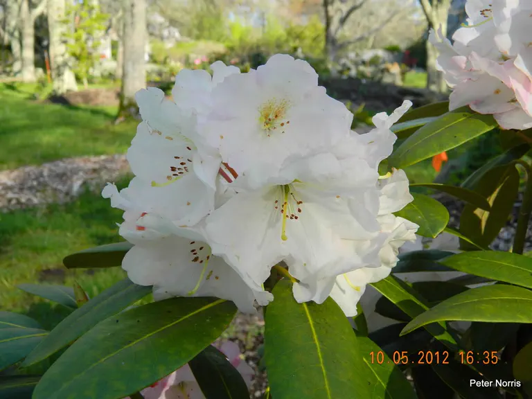 Photo of R. 'Earlene', Rhododendron Hybrid