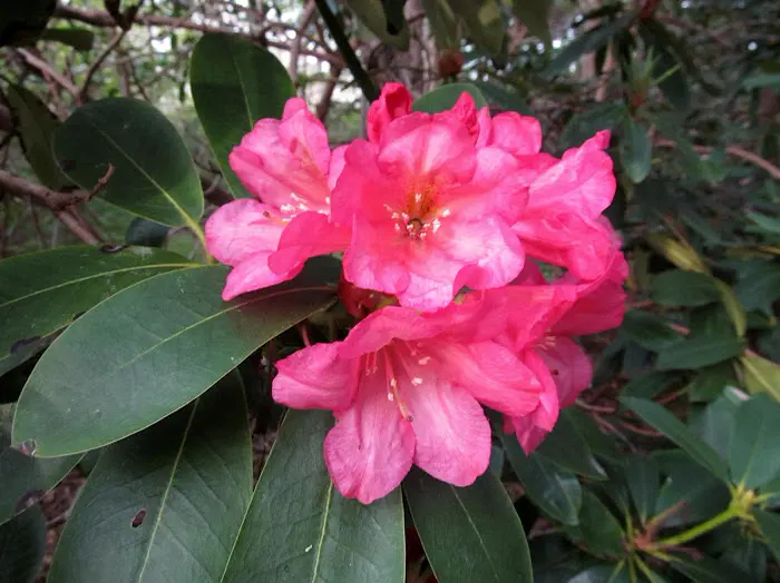 Photo of R. 'Shaazam', Rhododendron Hybrid