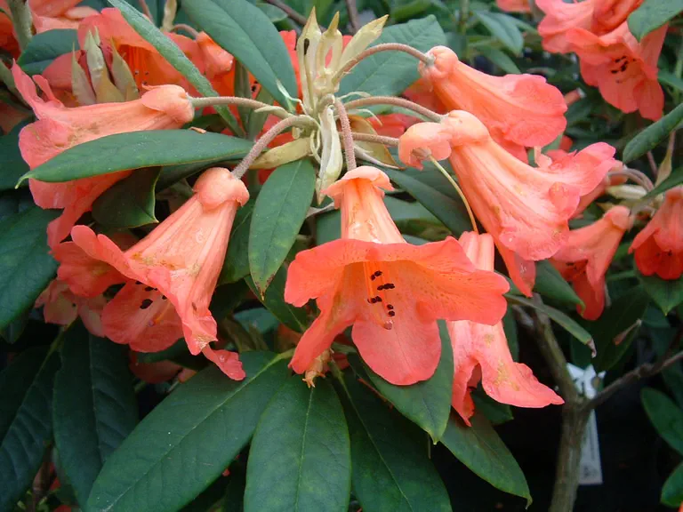 Photo of R. 'Fabia Group', Rhododendron Cultivar group