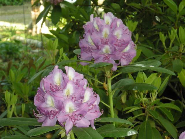 Photo of R. 'Harrisville', Rhododendron Hybrid