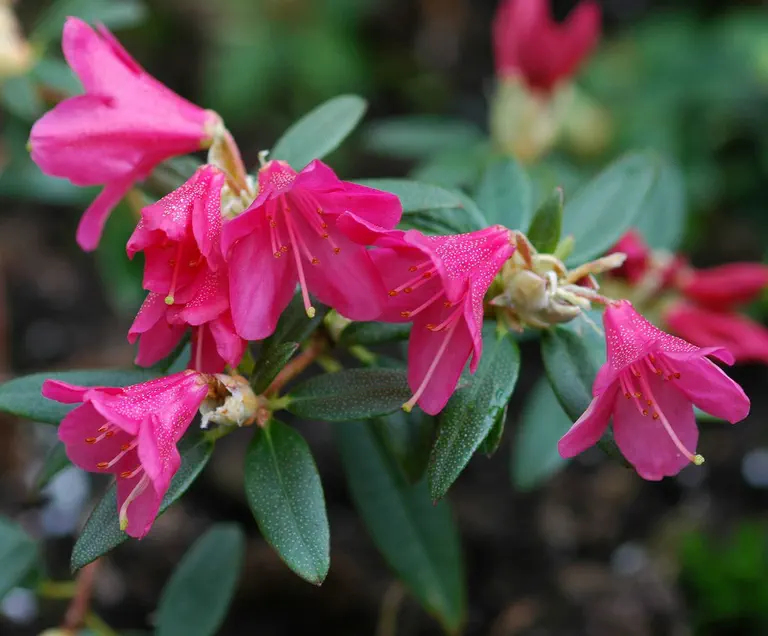 Photo of R. 'Quail', Rhododendron Hybrid