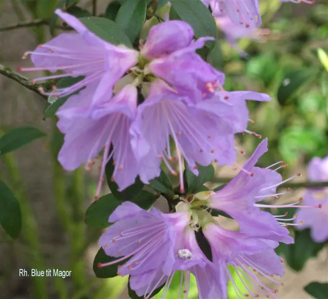 Photo of R. 'Blue Tit Group', Rhododendron Cultivar group