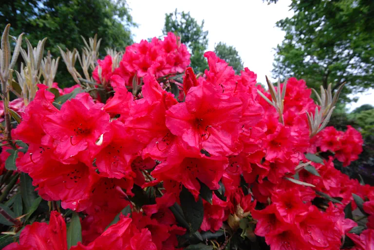 Photo of R. 'Atrier Group', Rhododendron Cultivar group