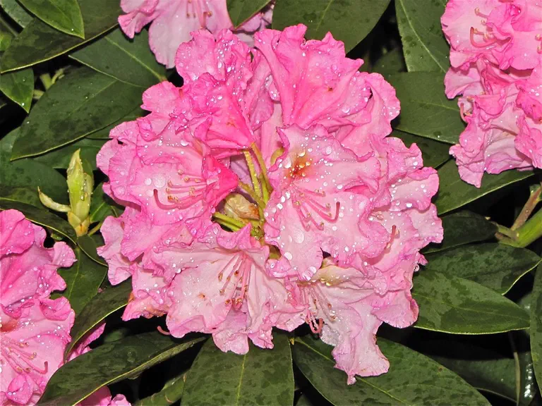 Photo of R. 'Gable's Flamingo', Rhododendron Hybrid