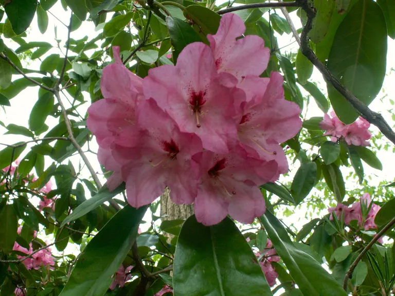 Photo of R. 'David Gable', Rhododendron Hybrid