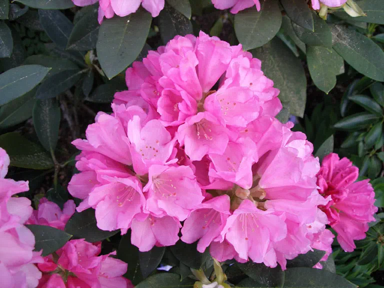 Photo of R. 'Queen Alice', Rhododendron Hybrid