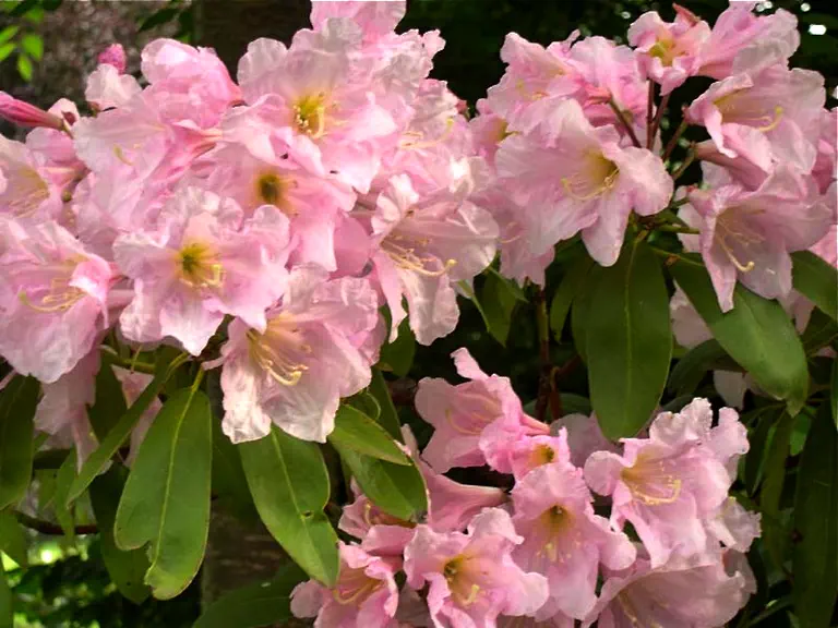 Photo of R. 'Robert Allison', Rhododendron Hybrid