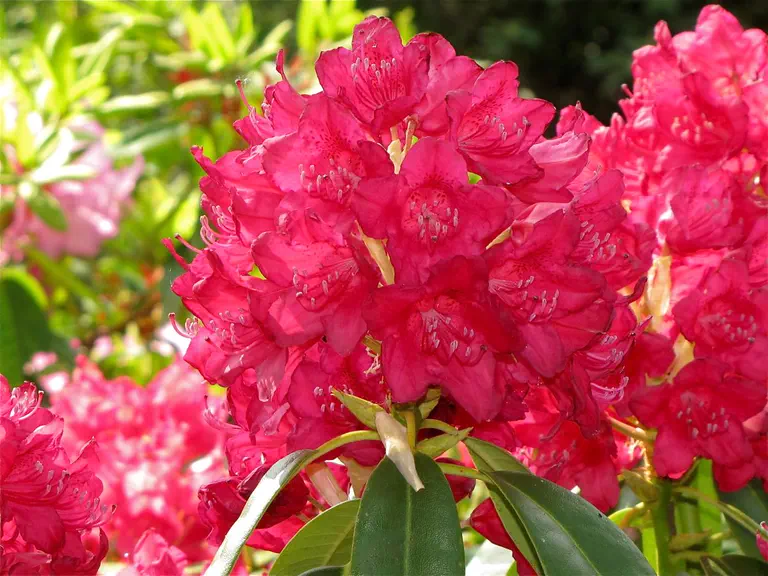 Photo of R. 'Atrosanguineum', Rhododendron Hybrid