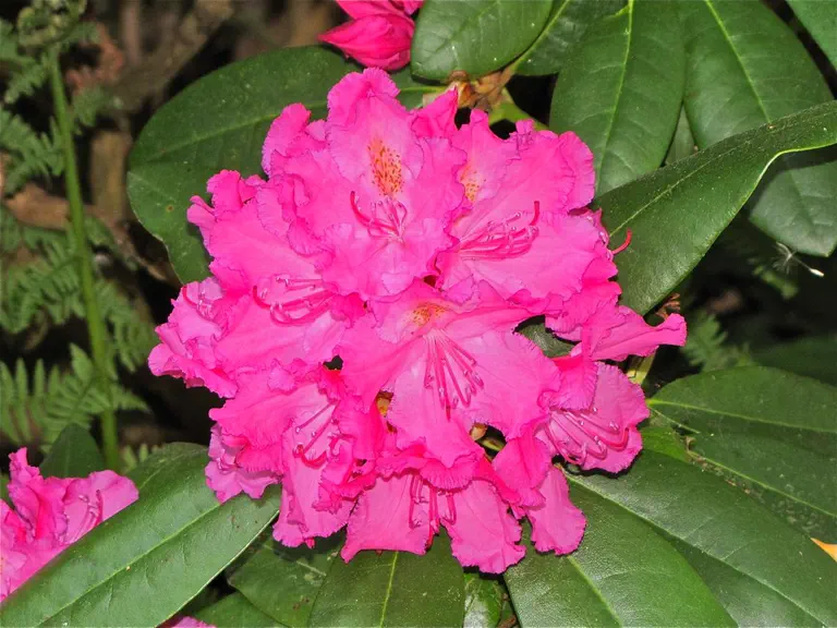 Photo of R. 'Gabriel', Rhododendron Hybrid