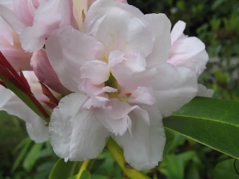Photo of R. 'Queen Anne's', Rhododendron Hybrid