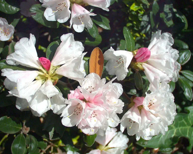 Photo of R. 'Berg's Queen Bee', Rhododendron Hybrid