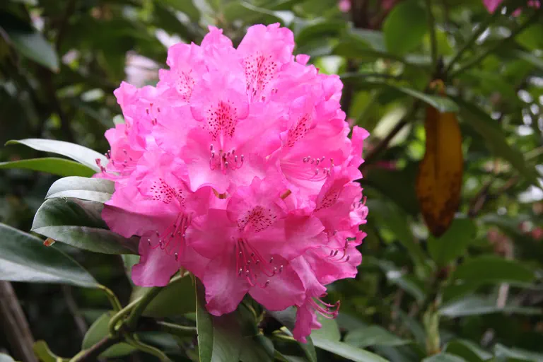 Photo of R. 'Queen Mary', Rhododendron Hybrid