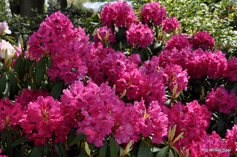 Photo of R. 'Ibsen', Rhododendron Hybrid