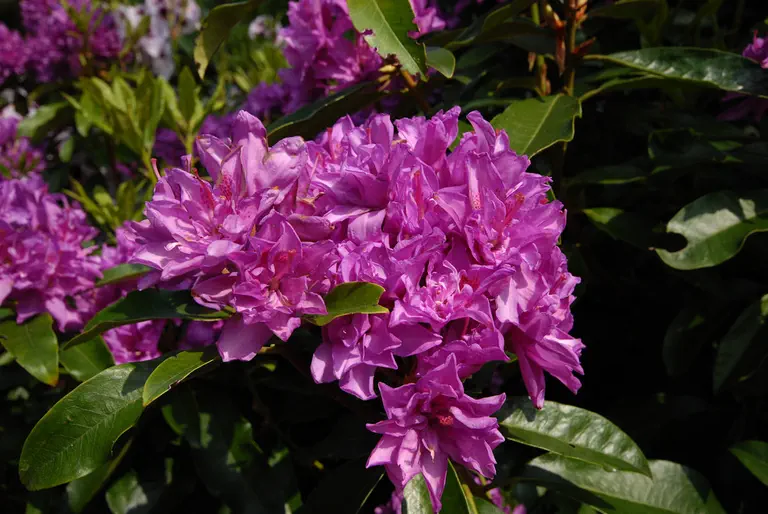 Photo of R. 'Hyacinthiflorum', Rhododendron Hybrid