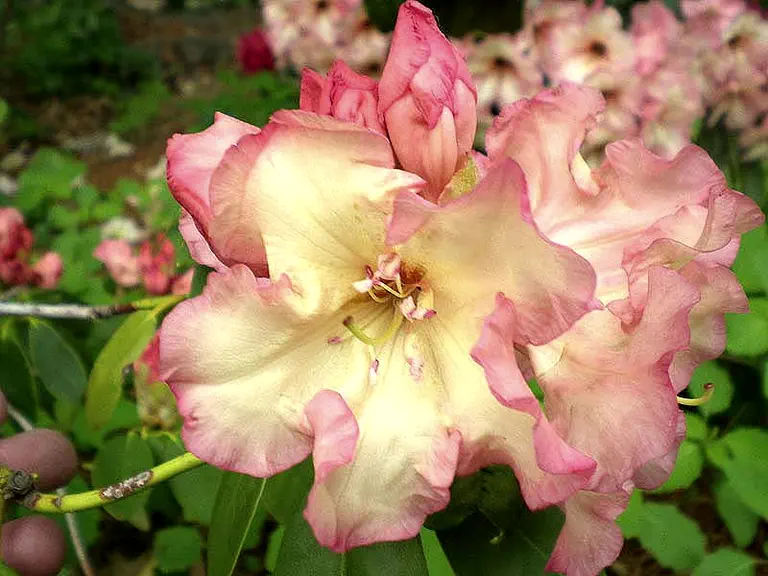 Photo of R. 'Jack Cowles', Rhododendron Hybrid