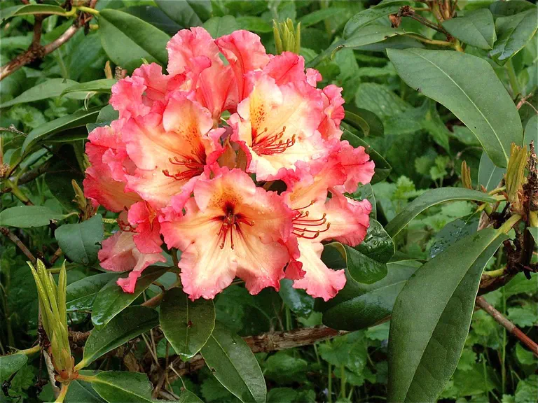 Photo of R. 'Fire Rim', Rhododendron Hybrid