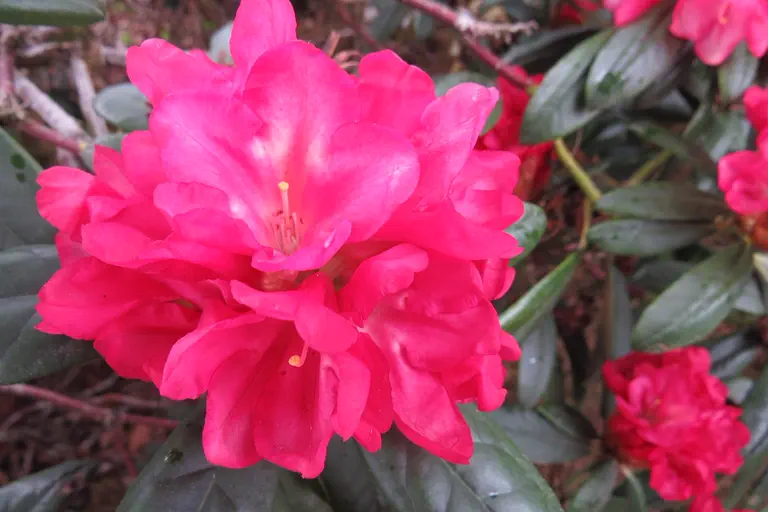 Photo of R. 'Clivia', Rhododendron Hybrid