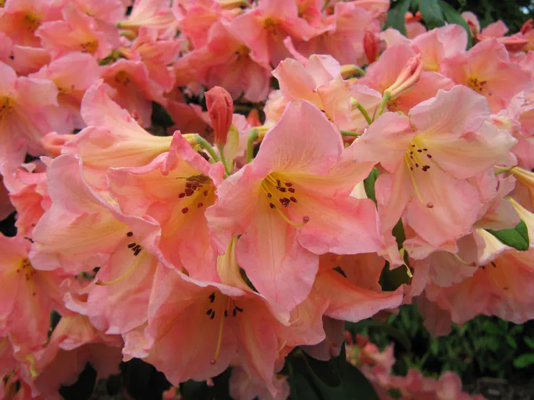 Photo of R. 'Nectarine Group', Rhododendron Cultivar group