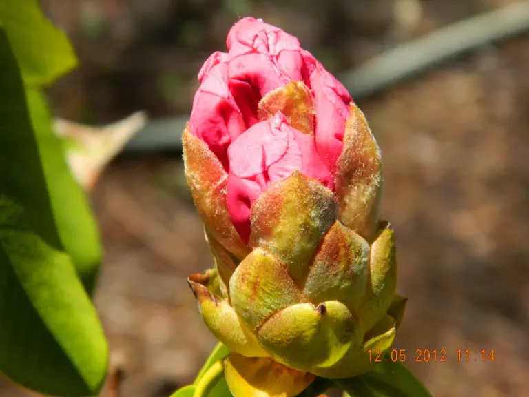 Photo of R. 'Kabuki', Rhododendron Hybrid