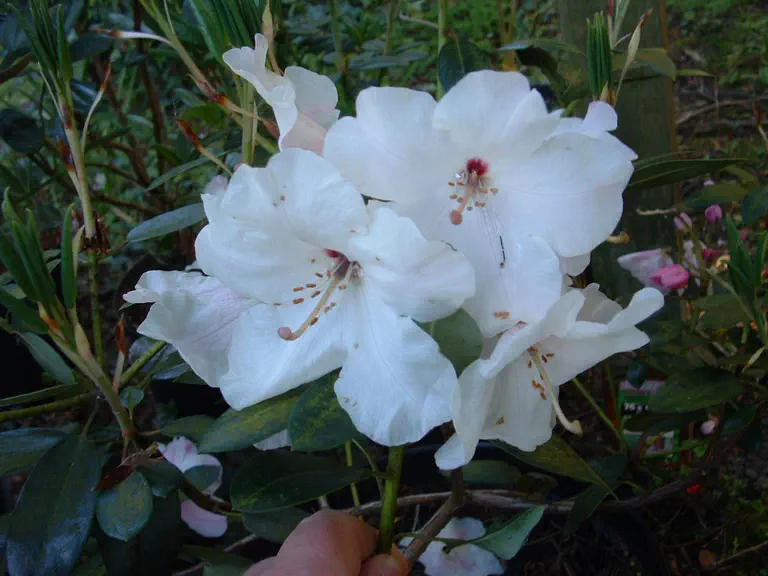 Photo of R. 'Queens Wood', Rhododendron Hybrid