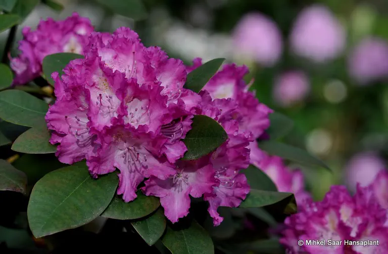 Photo of R. 'Quinte II', Rhododendron Hybrid