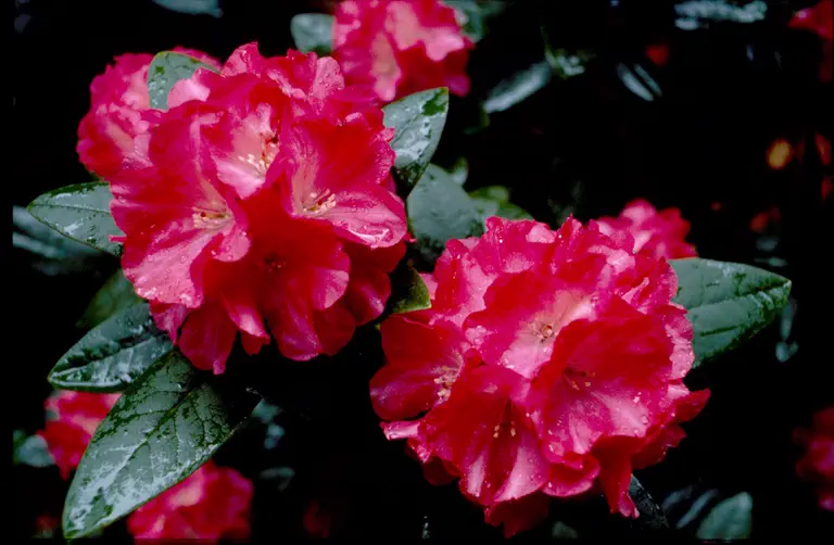 Photo of R. 'Ma Chčre', Rhododendron Hybrid