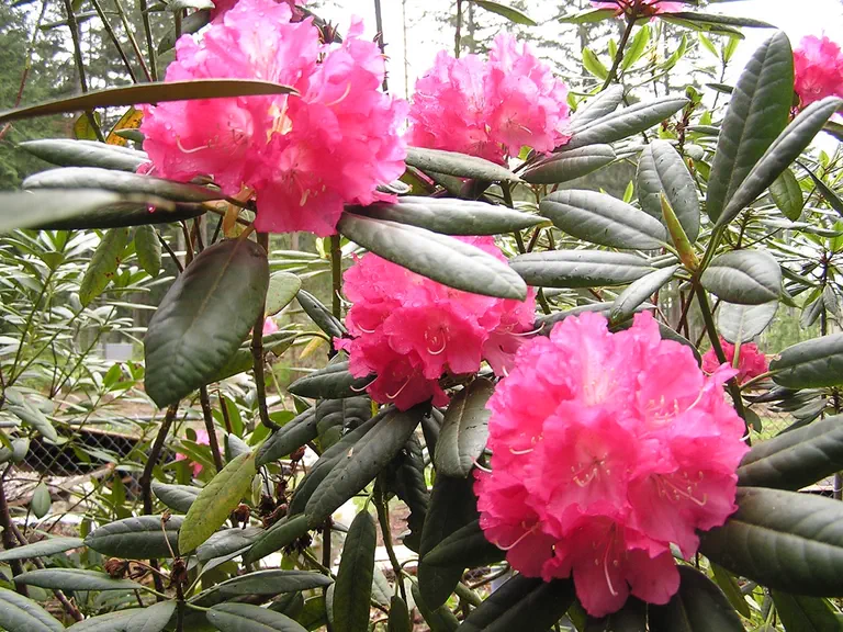 Photo of R. 'yakushimanum x Mars', Rhododendron Hybrid