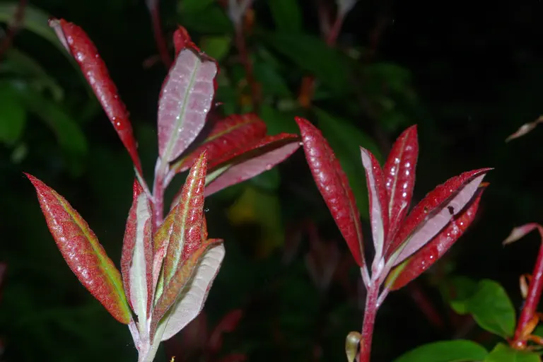 Photo of R. 'Impi Group', Rhododendron Cultivar group