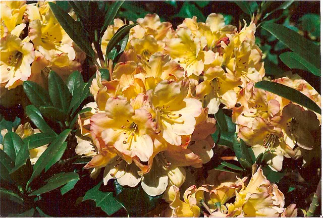Photo of R. 'Nadia', Rhododendron Hybrid